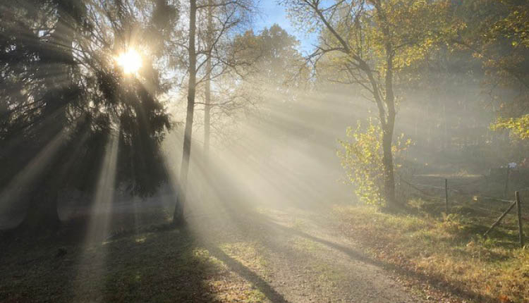 Solstrålar genom träd. Foto.