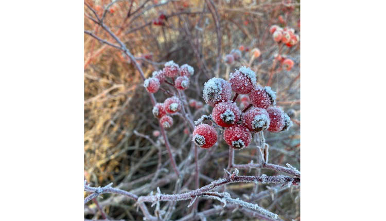 rönnbär frost. Foto.