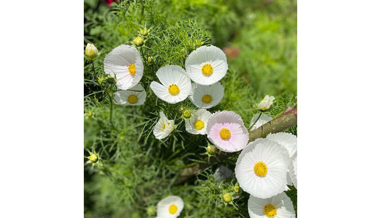 Rosenskära blombild. Foto.