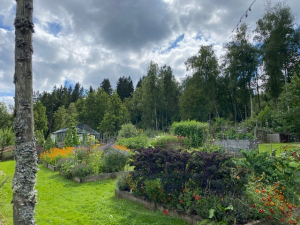 Odlingsbäddar fulla med grödor. Växthus i bakgrunden. Frodig sommargrönska. Foto.